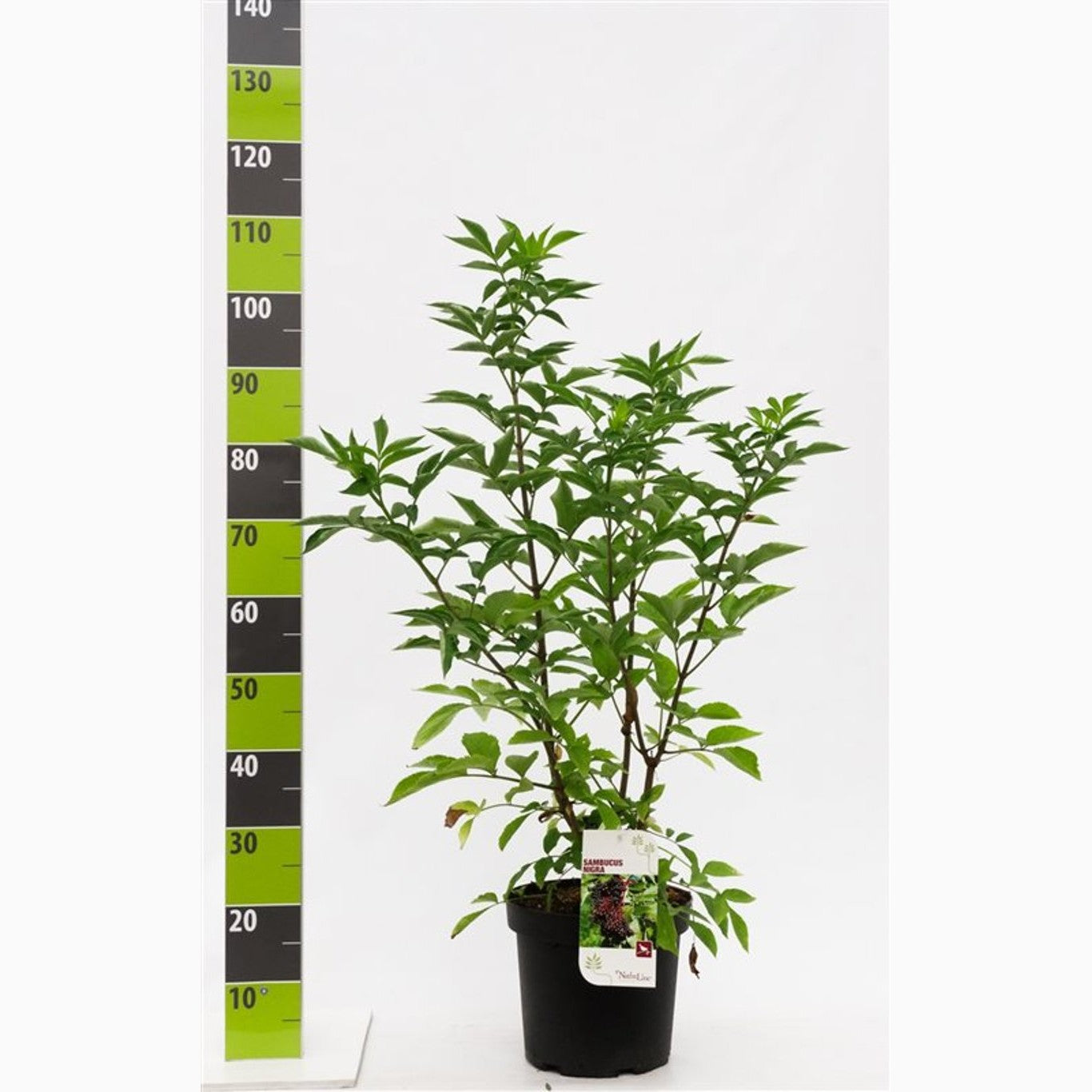 Fläder – Sambucus nigra - C7.5 80-100 CM